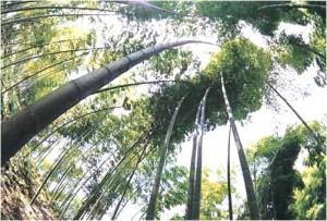 Bamboo tree forest