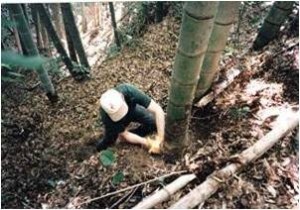 Cutting bamboo tree
