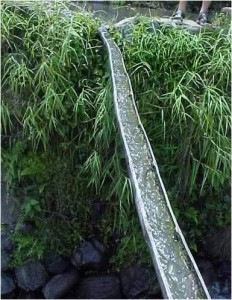 Bamboo cut in two